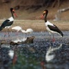 Cap sedlaty - Ephippiorhynchus senegalensis - Saddle-billed Stork o7473